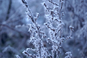 frost on dry plants