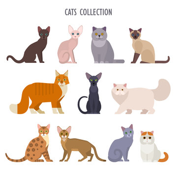 Vector collection of  different cats breeds - havana brown, sphynx, British Shorthair, Siamese, Maine Coon, Oriental, Persian, Bengal, Abyssinian, Russian Blue, Exotic, isolated on white.