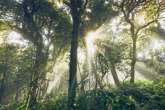 Fototapeta Mysterious morning in tropical rainforest