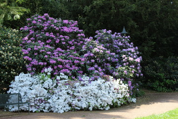Obraz premium Kwiat rododendronów w Karthausgarten Eisenach