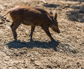 Fototapeta premium Wild boars
