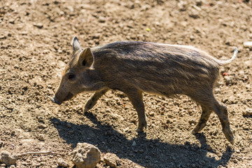 Wild boars