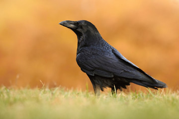 The common raven (Corvus corax), also known as the northern raven, all-black passerine bird. A raven is one of several larger-bodied species of the genus Corvus.