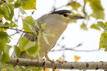 Black Crowned Night Heron Perched