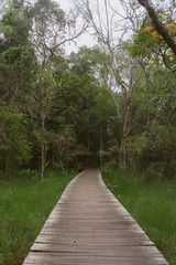 wooden walk way to the forest
