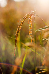 Obraz premium Jasmin rice on rice field