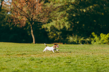 Small funny dog on the green grass against trees. Little Jack Russel Terrier pet playing outdoors in park. Dog and toy on open air. Animal in motion background.