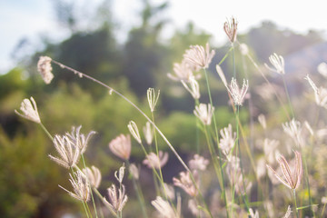 Grass in autumn