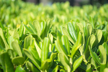 Green fence goes into the distance. green backdrop