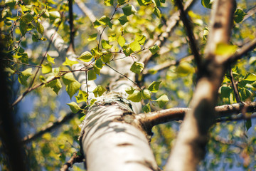 birch forest in sunlight