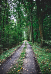 Obraz premium forest road