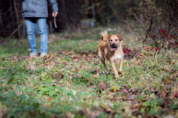 family walk with dog
