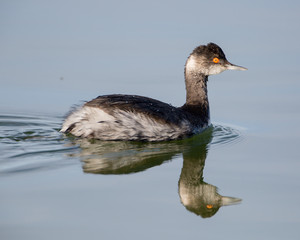 Eared Grebe