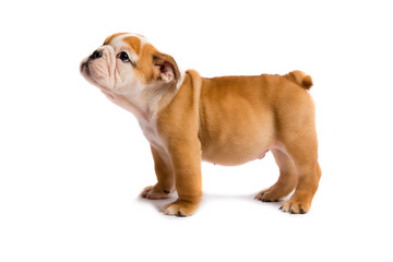 Cute puppy of English Bulldog isolated on white background