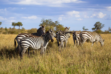Fototapeta na wymiar A herd of zebra stand and graze in the open grassland of Kenya's Masai Mara Park under a blue sky
