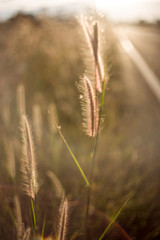 Grass in autumn