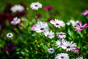Beautiful flowers in the garden