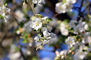 Obraz premium Flowers