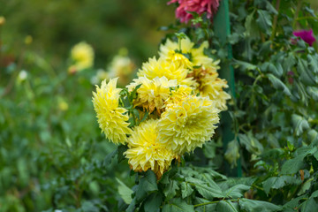 Amazing flowers at the end of summer