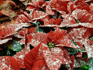 Besprühter Weihnachtsstern (Euphorbia pulcherrima) zu Weihnachten  in rot als Minipflanze