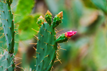 Cactus plant