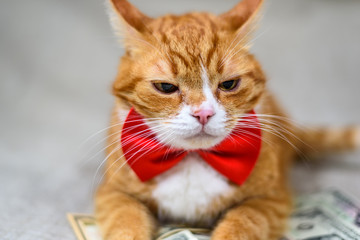 portrait of a red cat in the studio