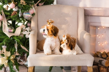 Two shih tzu puppy dogs on christmas background. New year dogs. Two cute little dogs.