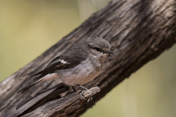 Hooded Robin (Melanodryas cucullata) race 
