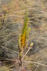 Honey Grevillea (Grevillea eriostachya). An Australian native shrub.