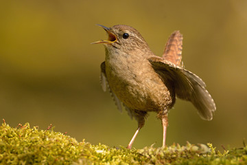 The Eurasian wren (Troglodytes troglodytes) is a very small bird, and the only member of the wren family Troglodytidae found in Eurasia and Africa. Singing - obrazy, fototapety, plakaty