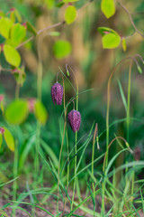spring flowers field