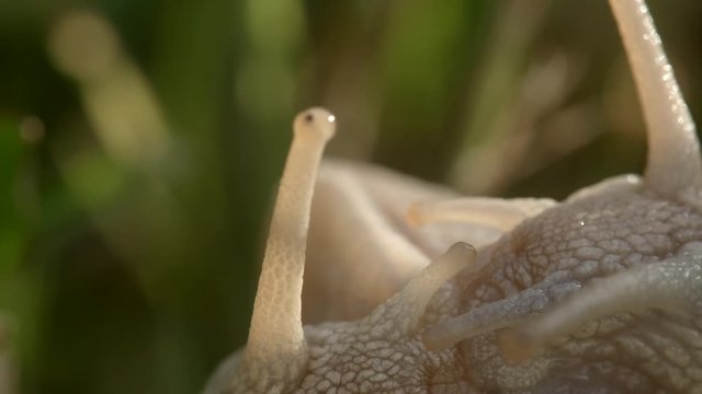 Helix pomatia mating in grass