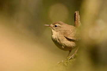 The Eurasian wren (Troglodytes troglodytes) is a very small bird, and the only member of the wren family Troglodytidae found in Eurasia and Africa. Singing