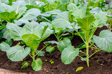 Sprouts cabbage in the garden in the home garden