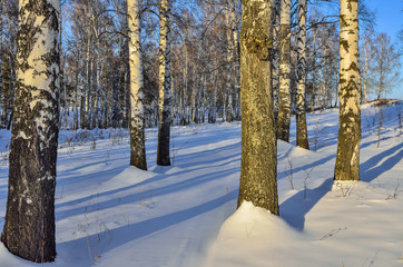 Few birches on the edge of winter forest in the sunlight