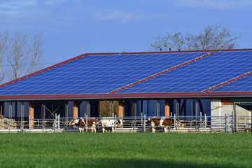 Moderner kKuhstall