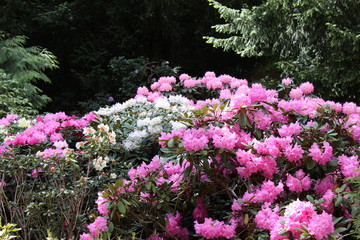 Fototapeta premium Rhododendronblüte im Karthausgarten Eisenach