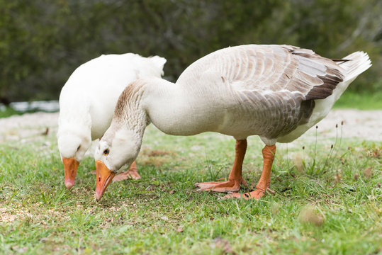 Close up of gander and goose eating seeds on grass (selective focus)