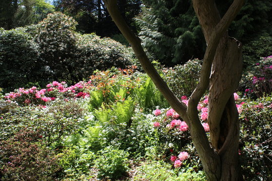 Rhododendronbl&uuml;te im Karthausgarten Eisenach