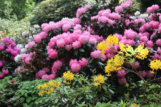 Rhododendronbl&uuml;te im Karthausgarten Eisenach