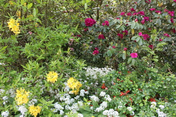 Rhododendronblüte im Karthausgarten Eisenach