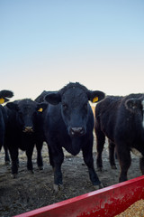 Black cattle waiting to feed at a bin