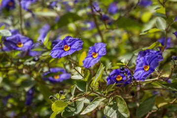 &Oacute;bidos, Portugal