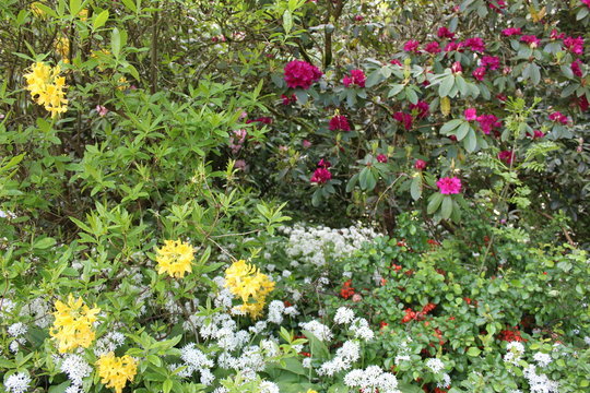 Rhododendronbl&uuml;te im Karthausgarten Eisenach