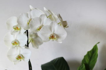 Fototapeta na wymiar White orchid.