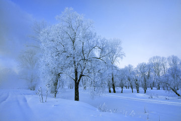 amazing landscape with frozen snow covered trees at sunrise  
