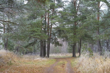 Obraz premium road