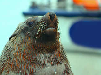 Isolated portrait of a seal 