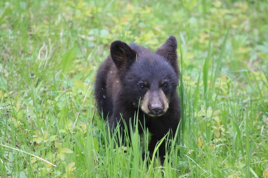 Young wild black bear in Yellowstone National Park