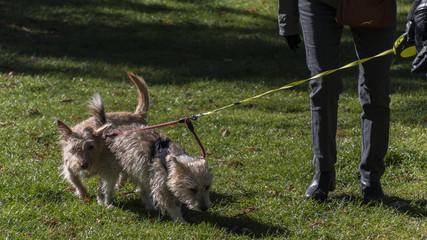 Walking the dog in the Retiro park in the city of Madrid